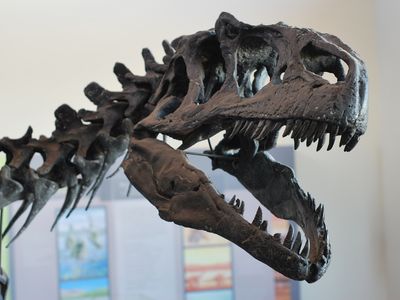 The Allosaurus was a true terror of the Jurassic world.