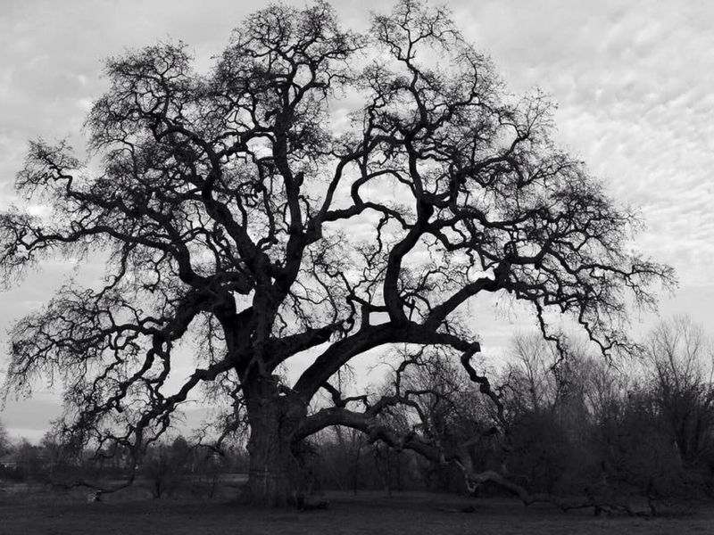Tree of Life Smithsonian Photo Contest Smithsonian Magazine