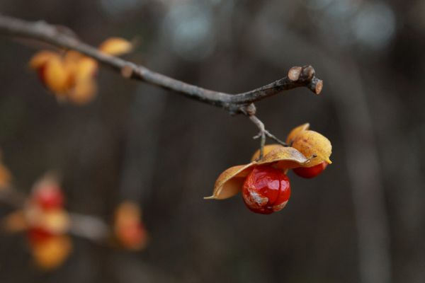 Bittersweet Berries thumbnail