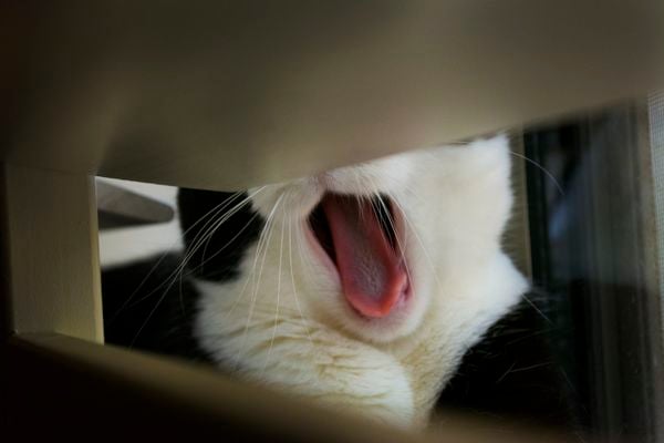 Yawning Mitten Kitten thumbnail
