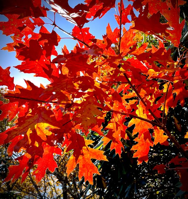 Fall Colors thumbnail