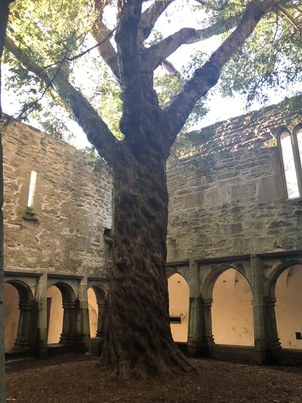 Tree of Life in Muckross Abbey thumbnail