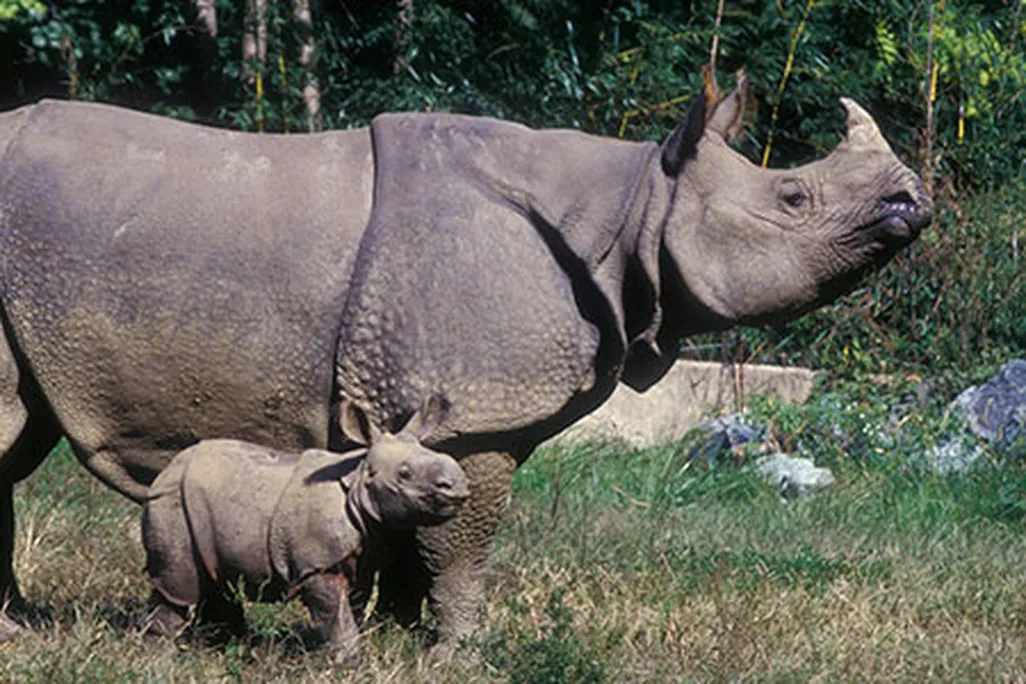 Rhinoceros
