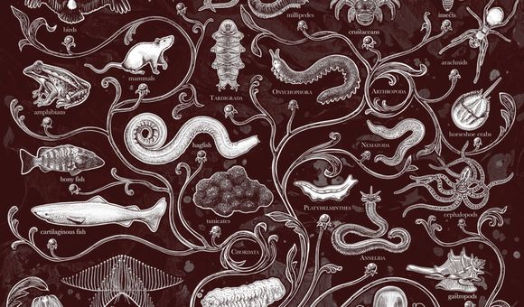 Smithsonian Voices Header.jpg