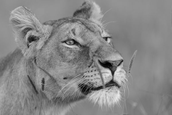 Lioness Picking up Scent thumbnail