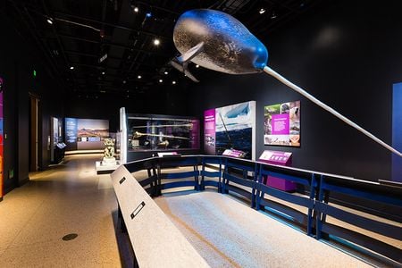 A new exhibition at the Smithsonian’s National Museum of Natural History will dive deep into the Arctic world of narwhals to explore what makes this mysterious animal and its changing ecosystem unique and important. “Narwhal: Revealing an Arctic Legend” will present Inuit perspectives on their relationship with narwhals and the latest scientific knowledge about these animals, while illuminating the interconnectedness among narwhals, people and their ecosystems (Smithsonian Institution).