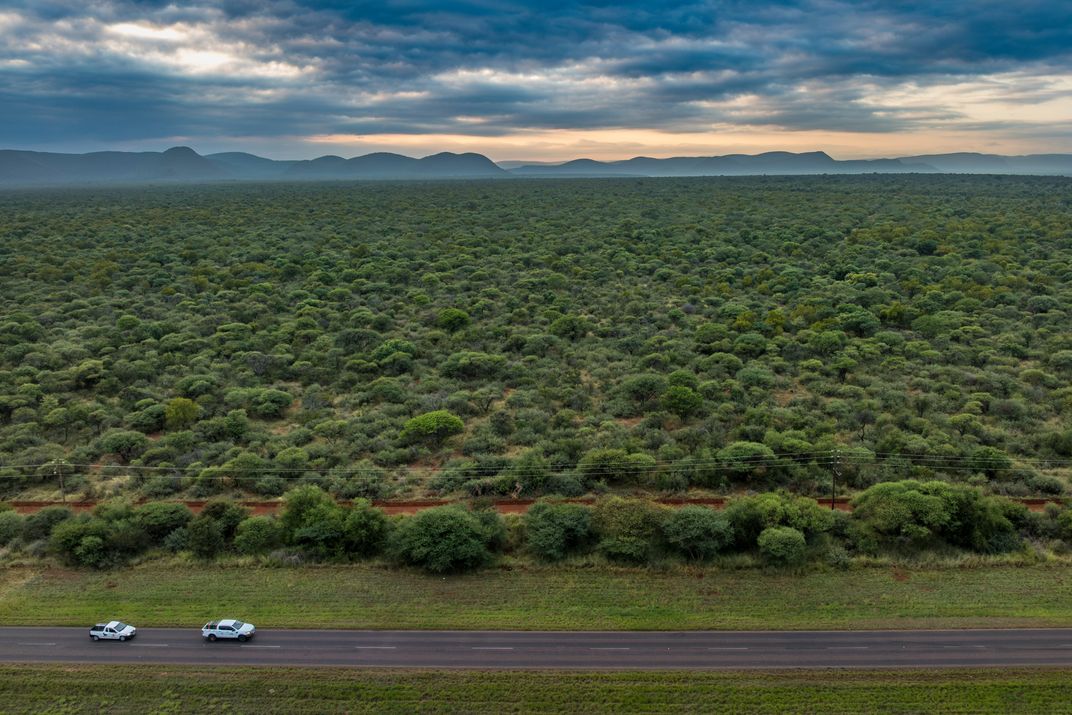 Trucks carry the sedated wild dogs to Welgevonden Game Reserve. Born in Mozambique, they are being relocated to a region known as the Waterberg, one of the world’s last havens for their species.