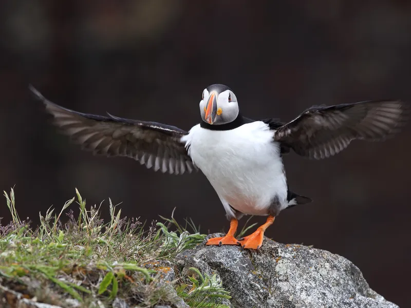 atlantic puffin