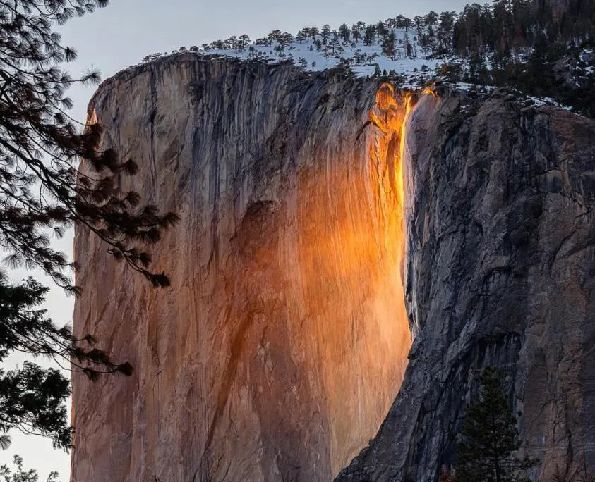 horsetail