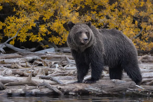 Young grizzly on a bed of driftwood with golden fall color behind. thumbnail