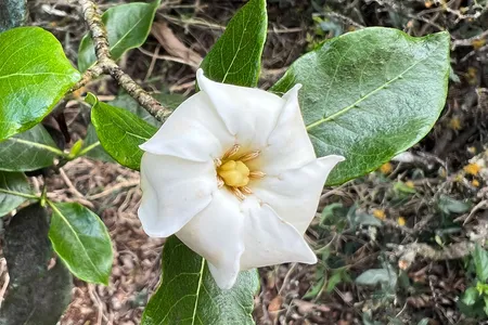 The crowning glory of the Gardenia brighamii is its pearly flower.