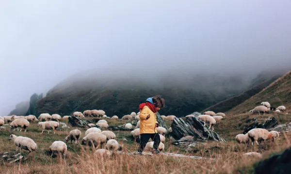 THE BOY WITH SHEEP thumbnail
