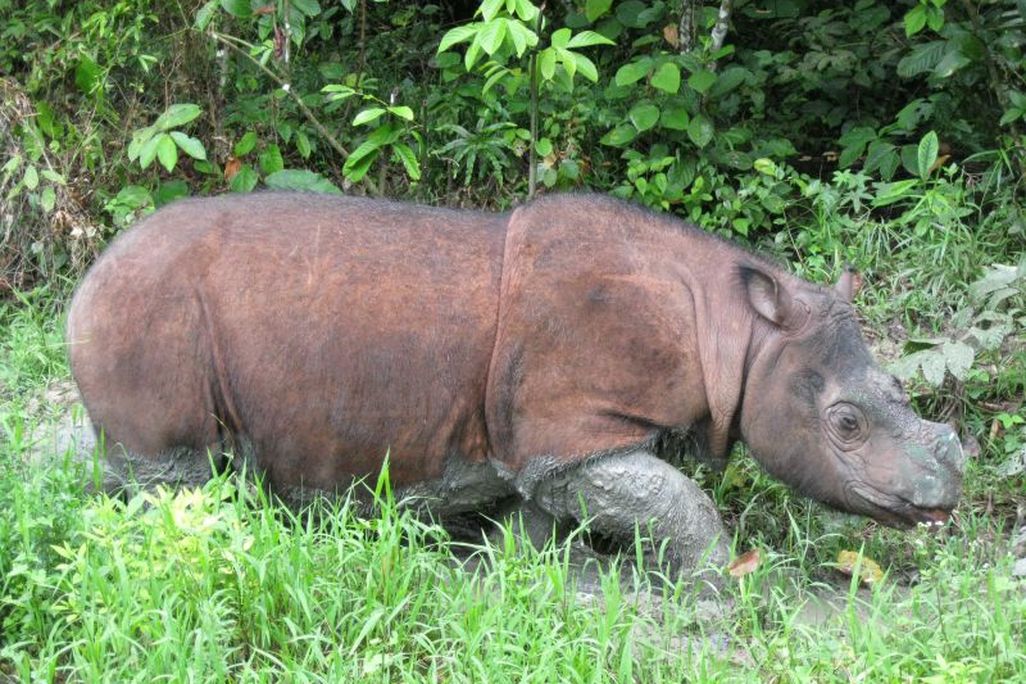 Plight_Borneo_Sumatran_Rhino_2005_9.jpg