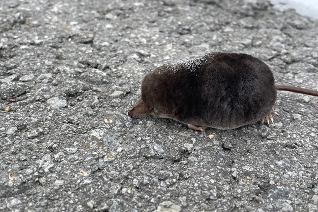 long-clawed shrew on the ground