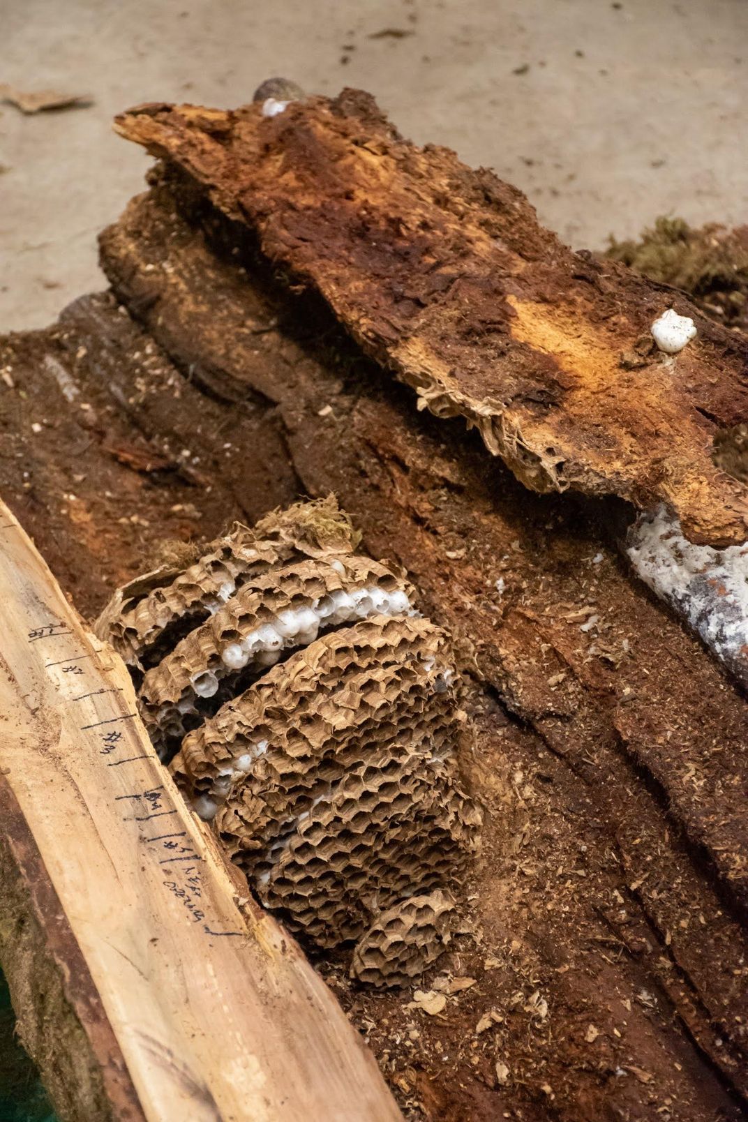 Asian giant hornet nest inside tree