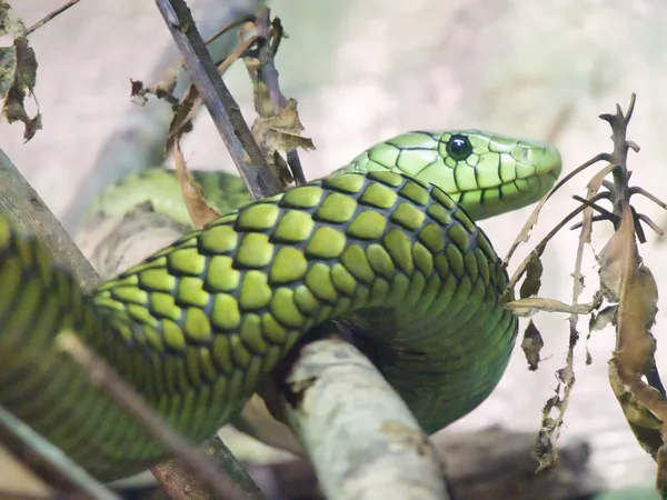 Green Mamba Resting on a Branch thumbnail