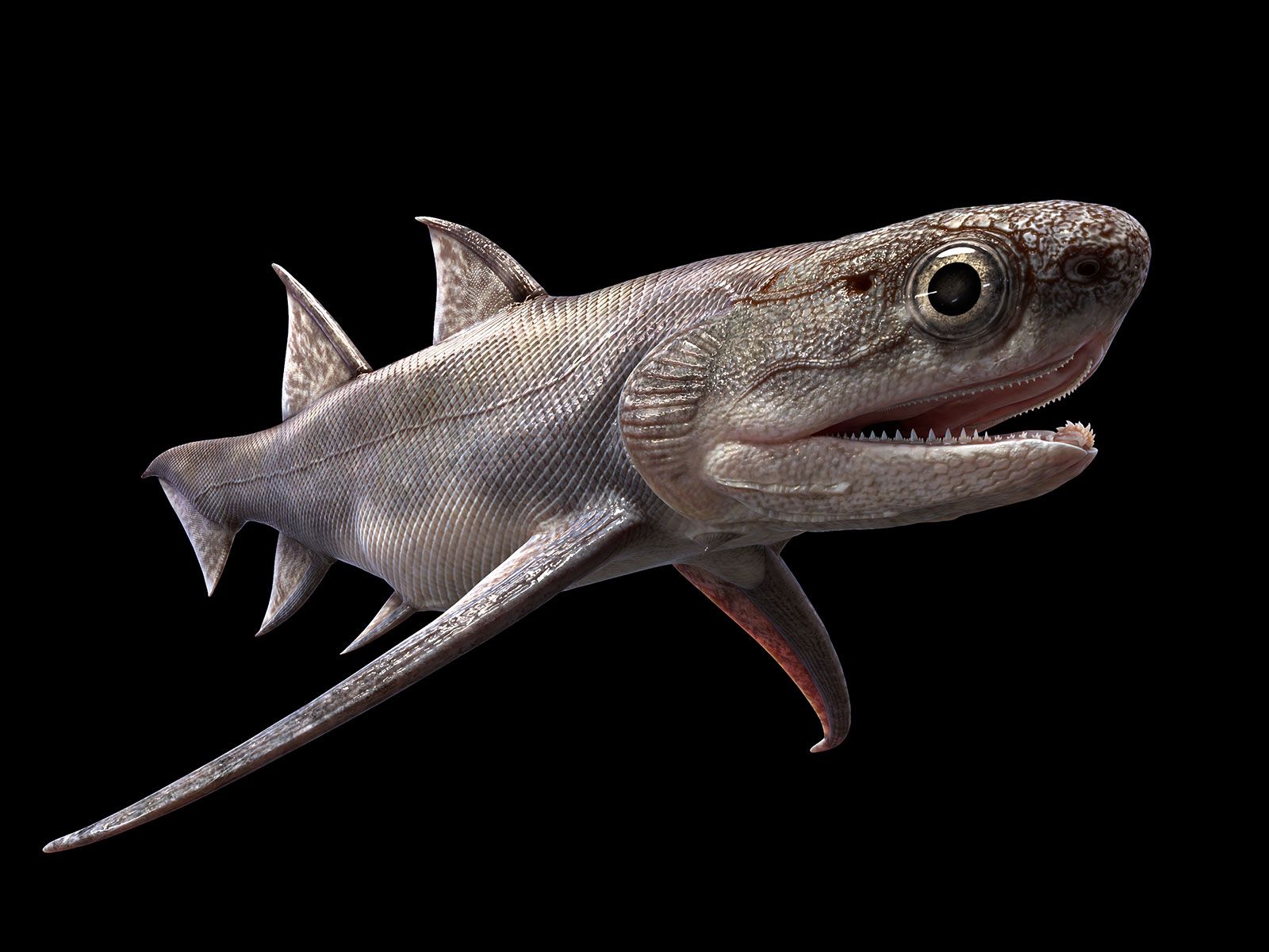 Haul of Fossil Fish Pushes Back the Origin of Teeth and Jaws | Science|  Smithsonian Magazine