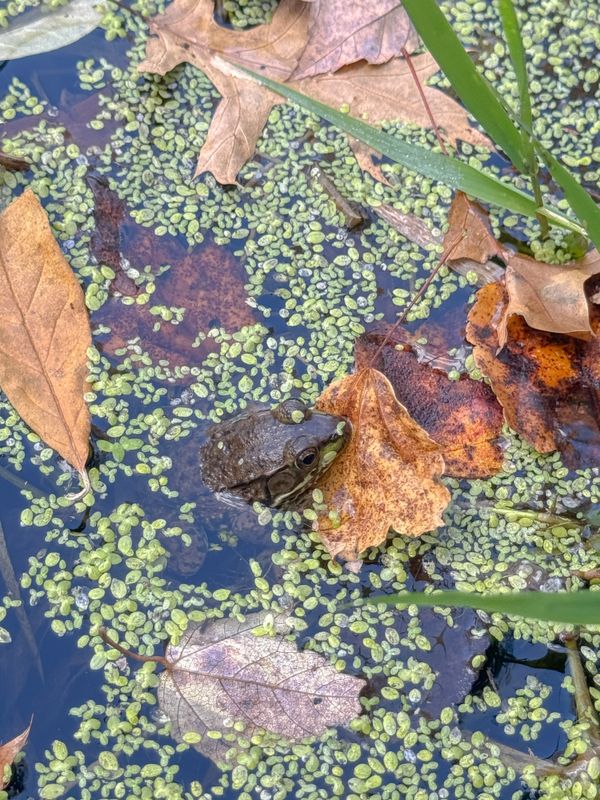Camouflage Frog in Great Swap of Basking Ridge, NJ thumbnail