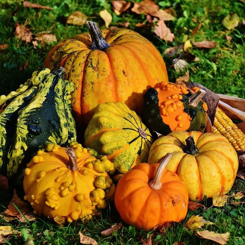 Set of TWO Swedish Dishcloths Fall Harvest Pumpkins & Gourds