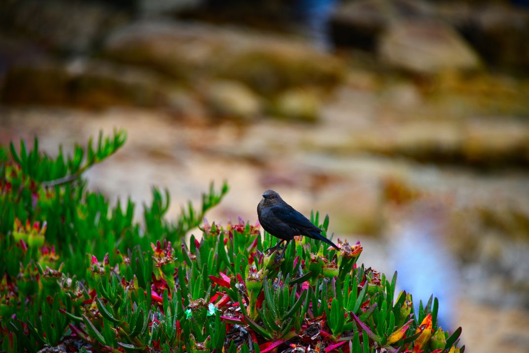 tweet-from-san-fran-smithsonian-photo-contest-smithsonian-magazine