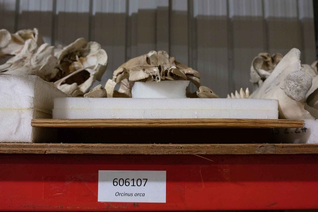 How an Orca Skeleton Made Its Way From Florida to the Smithsonian