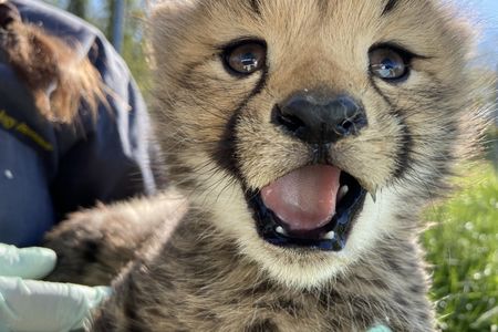 A cheetah cub at the Smithsonian Conservation Biology Institute in Front Royal, Virginia.