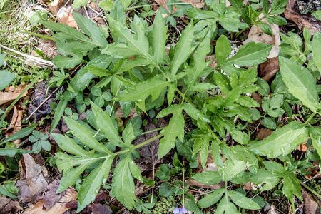 Sochan, a relative of the sunflower, can grow up to ten feet tall. Packed with vitamins and minerals, it rivals kale as a nutritional powerhouse.
