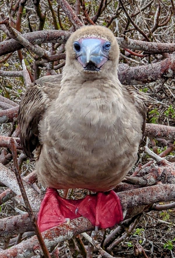 Red footed Boobie thumbnail