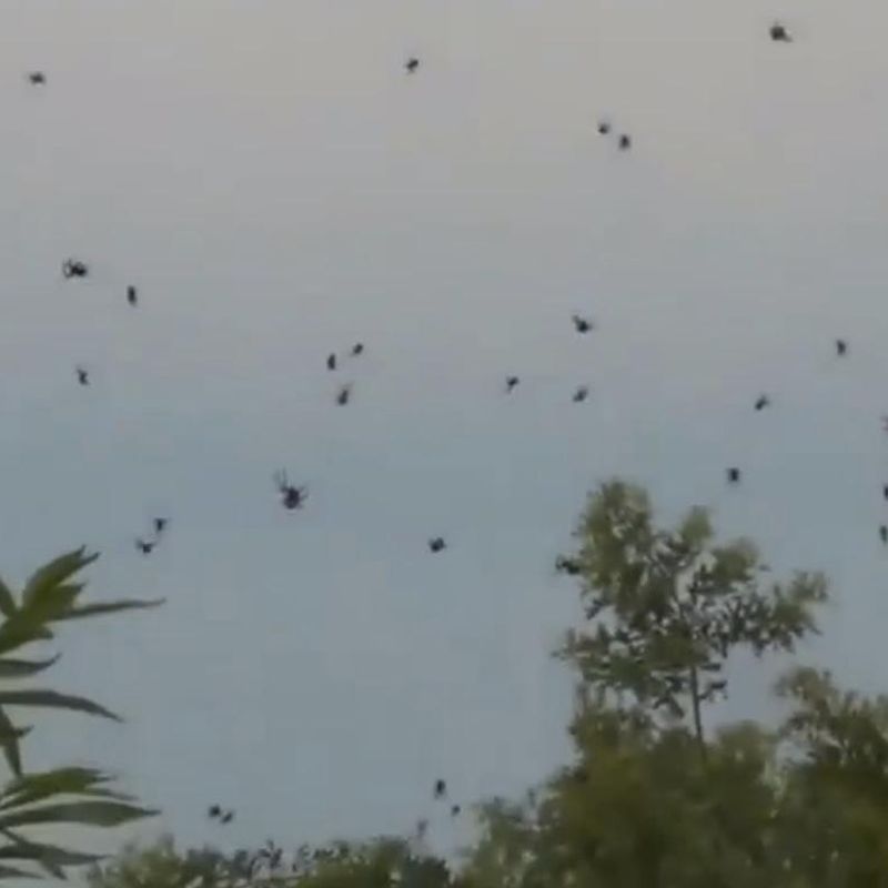 Spiders rain down on Australian town 