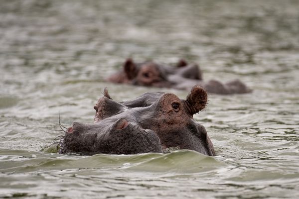 Submerged hippos thumbnail
