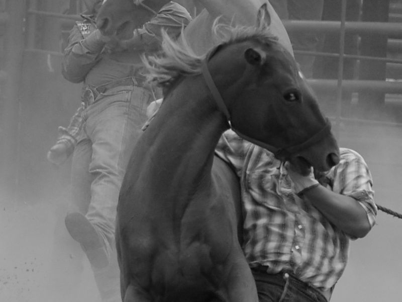 Breaking wild horses as a rodeo in Cimarron, New Mexico. Smithsonian