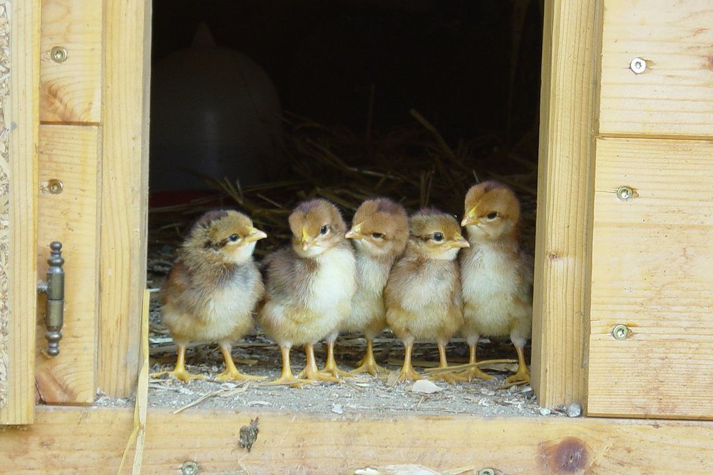 chickies