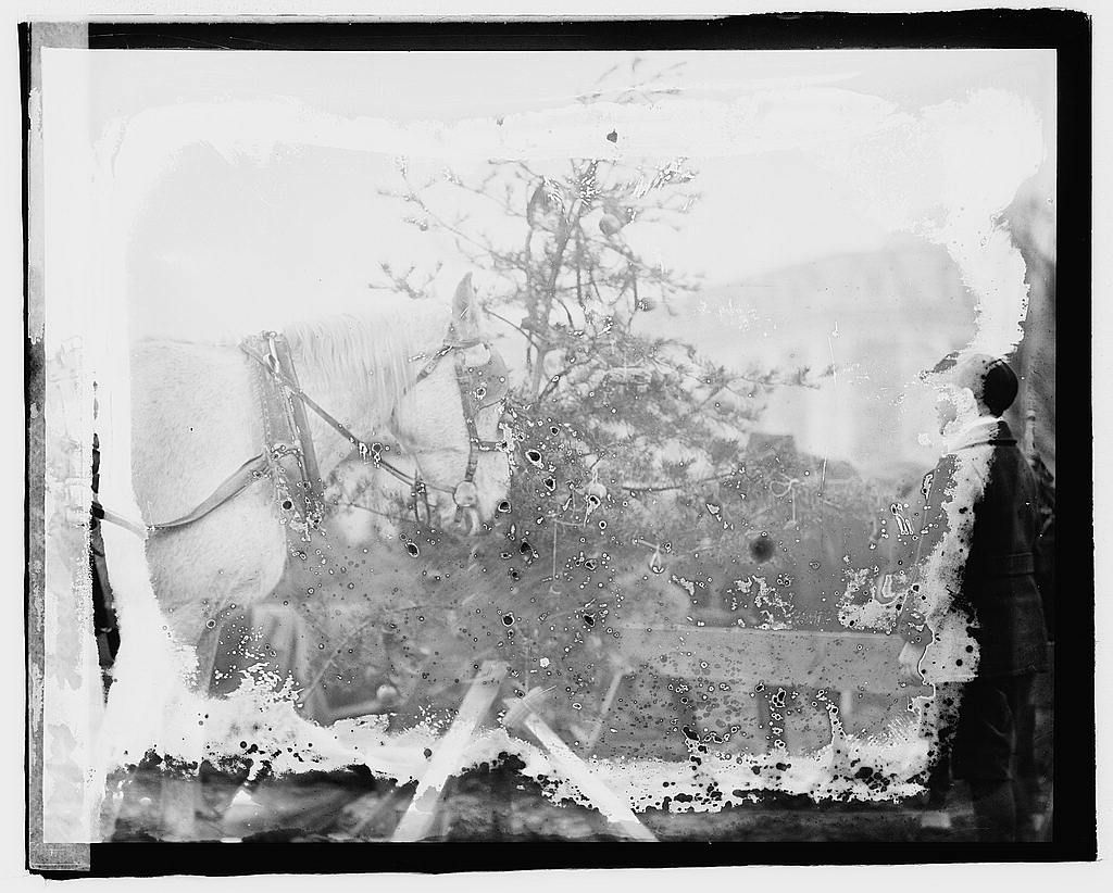 Faded photograph of a horse Christmas tree