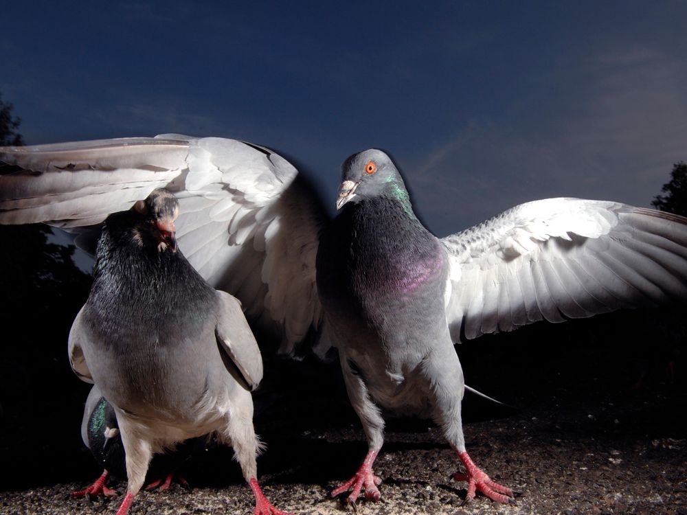 Pigeons Can Spot Breast Cancer in Medical Images