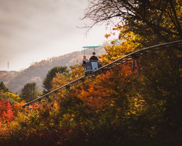 Tourists take an small air tram above Nami Island and through the trees. thumbnail