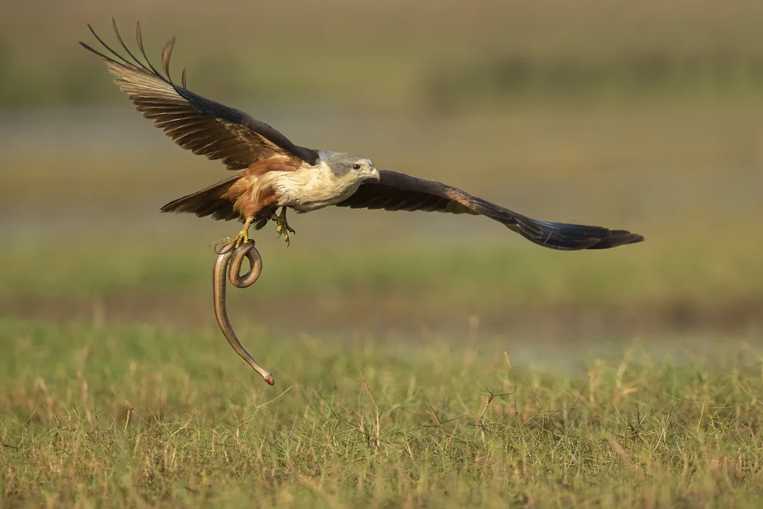 A captured snake hangs in the clutches of a brahminy kite