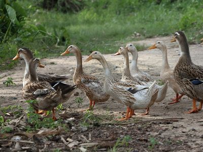 Ducks can apparently eat up to 200 locusts a day, one Chinese researcher says.