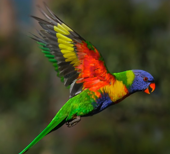 Rainbow Lorikeet thumbnail