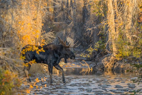 A majestic Bull Moose begins crossing a mountain creek at sunset thumbnail