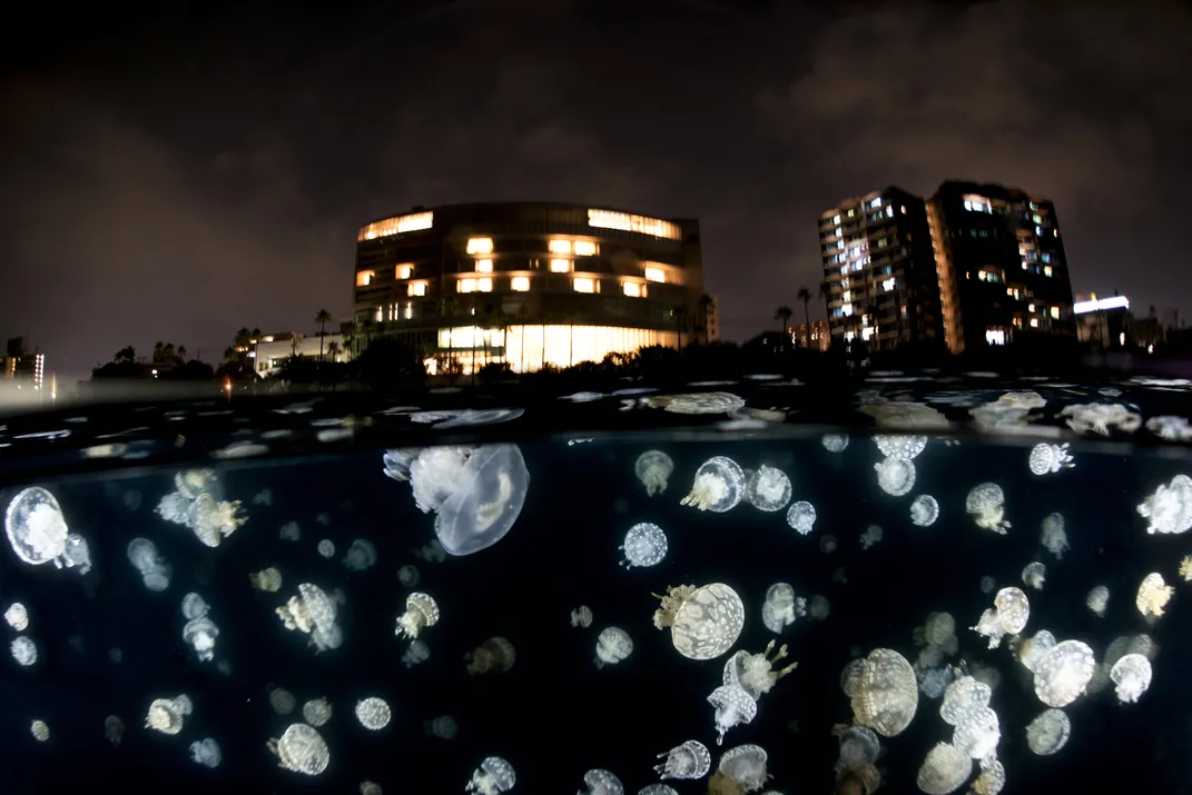 a colony of spotted jellyfish can be seen in this sea during late summer.