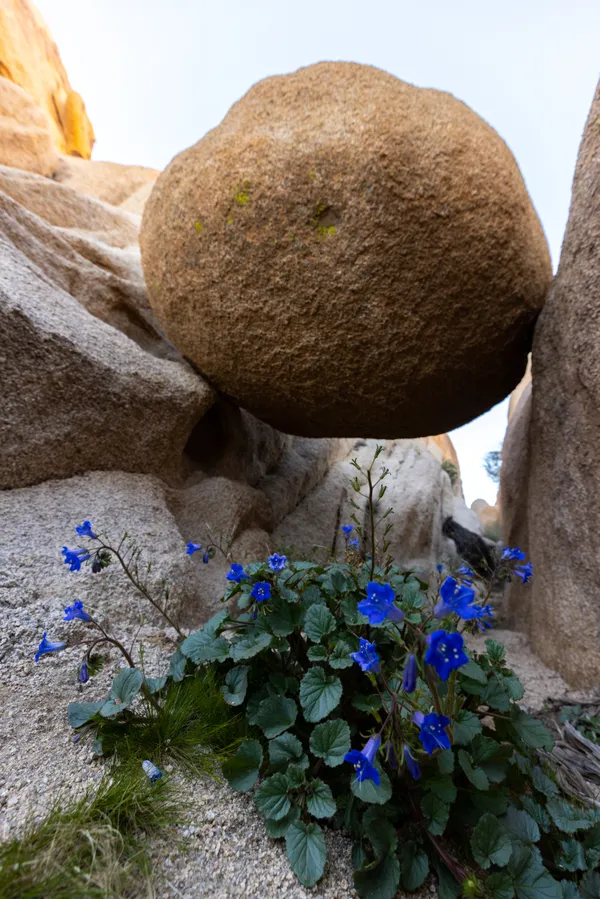 Blooms under boulder in Joshua Tree thumbnail