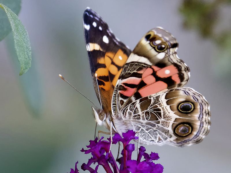 American Painted Lady Butterfly Smithsonian Photo Contest   5d2dba38 Dd2b 4a8e A558 073c0f69503b 