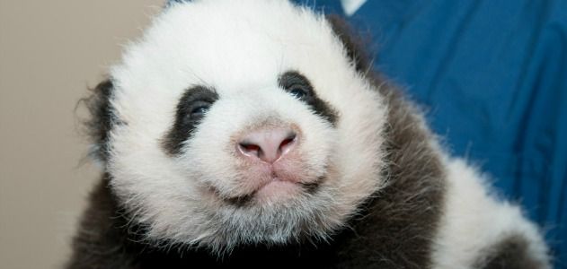 Panda-cub-new-1-631.jpg