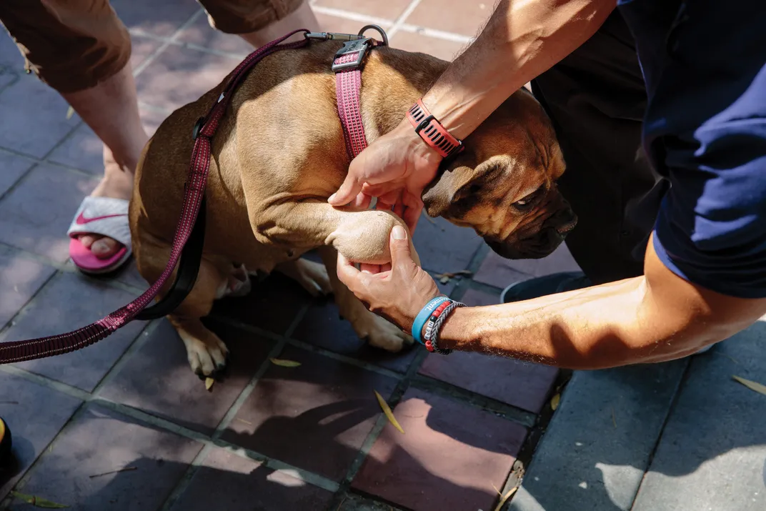 man examining leg of Frejya the dog.