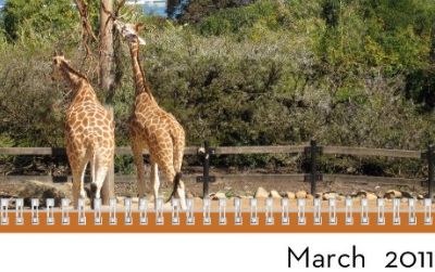 A page from my own calendar, with a photo of giraffes taken at Tarongo Zoo in Sydney, Australia