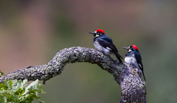 Male acorn woodpeckers, like the one on the left, have more offspring over their lives when they’re polygamous, according to new research. (Vivek Khanzode)