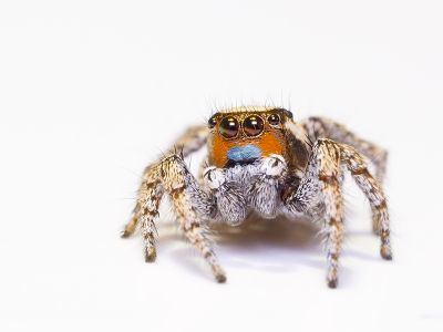 The Habronattus sunglow (male pictured above) is a species of jumping spider that has trichromatic or "true" color vision. 