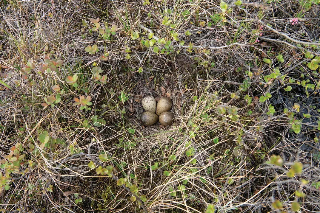 eggs