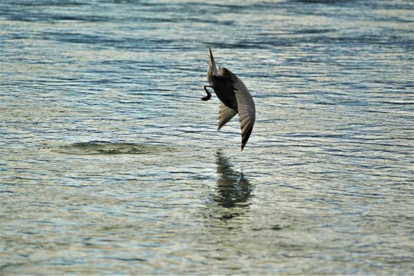 seagull diving for salmon eggs in the Chilkat River thumbnail