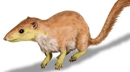 An artist’s reconstruction of Purgatorius, a probable primate ancestor.